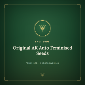 Original AK Auto Feminised Seeds Original AK Auto Feminised Seeds