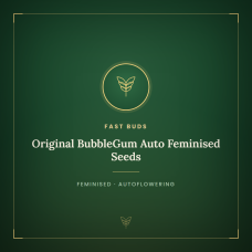 Original BubbleGum Auto Feminised Seeds Original BubbleGum Auto Feminised Seeds