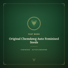 Original Chemdawg Auto Feminised Seeds Original Chemdawg Auto Feminised Seeds