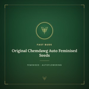 Original Chemdawg Auto Feminised Seeds