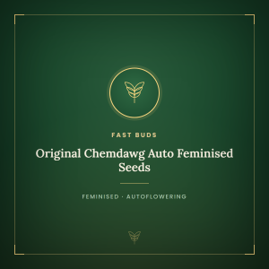 Original Chemdawg Auto Feminised Seeds Original Chemdawg Auto Feminised Seeds