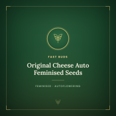 Original Cheese Auto Feminised Seeds Original Cheese Auto Feminised Seeds