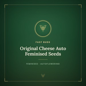 Original Cheese Auto Feminised Seeds Original Cheese Auto Feminised Seeds