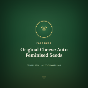 Original Cheese Auto Feminised Seeds Original Cheese Auto Feminised Seeds