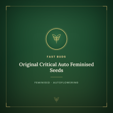 Original Critical Auto Feminised Seeds Original Critical Auto Feminised Seeds