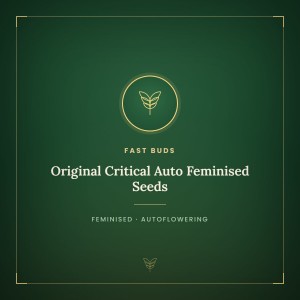 Original Critical Auto Feminised Seeds Original Critical Auto Feminised Seeds
