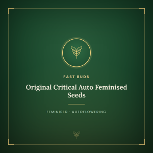 Original Critical Auto Feminised Seeds Original Critical Auto Feminised Seeds