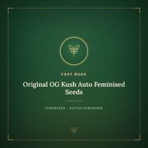 Original OG Kush Auto Feminised Seeds Original OG Kush Auto Feminised Seeds