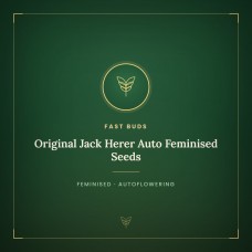 Original Jack Herer Auto Feminised Seeds Original Jack Herer Auto Feminised Seeds