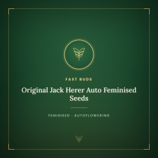 Original Jack Herer Auto Feminised Seeds Original Jack Herer Auto Feminised Seeds