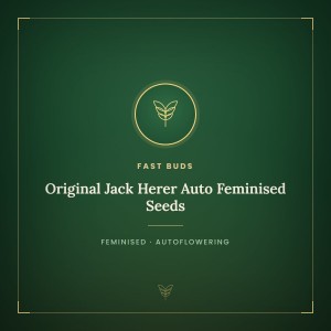 Original Jack Herer Auto Feminised Seeds Original Jack Herer Auto Feminised Seeds