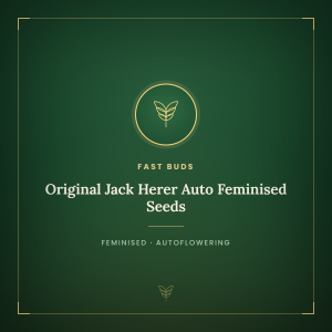 Original Jack Herer Auto Feminised Seeds Original Jack Herer Auto Feminised Seeds