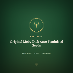 Original Moby Dick Auto Feminised Seeds Original Moby Dick Auto Feminised Seeds