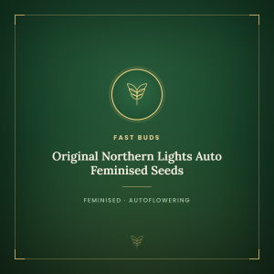 Original Northern Lights Auto Feminised Seeds Original Northern Lights Auto Feminised Seeds