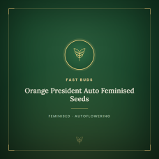 Orange President Auto Feminised Seeds Orange President Auto Feminised Seeds