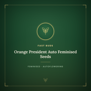 Orange President Auto Feminised Seeds Orange President Auto Feminised Seeds