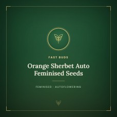 Orange Sherbet Auto Feminised Seeds Orange Sherbet Auto Feminised Seeds