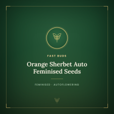 Orange Sherbet Auto Feminised Seeds Orange Sherbet Auto Feminised Seeds