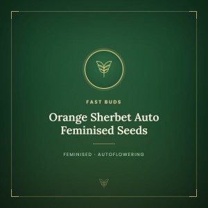 Orange Sherbet Auto Feminised Seeds Orange Sherbet Auto Feminised Seeds