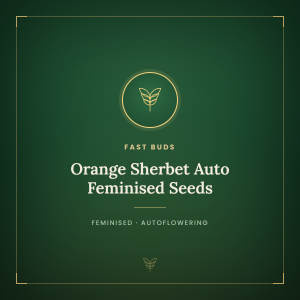 Orange Sherbet Auto Feminised Seeds Orange Sherbet Auto Feminised Seeds