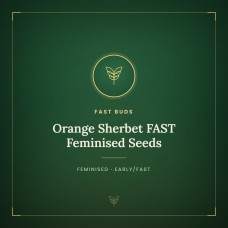 Orange Sherbet FAST Feminised Seeds Orange Sherbet FAST Feminised Seeds