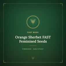 Orange Sherbet FAST Feminised Seeds Orange Sherbet FAST Feminised Seeds