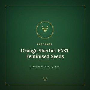 Orange Sherbet FAST Feminised Seeds Orange Sherbet FAST Feminised Seeds