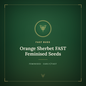 Orange Sherbet FAST Feminised Seeds Orange Sherbet FAST Feminised Seeds