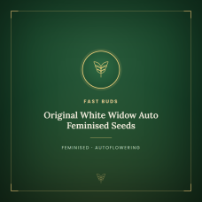 Original White Widow Auto Feminised Seeds Original White Widow Auto Feminised Seeds