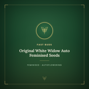 Original White Widow Auto Feminised Seeds Original White Widow Auto Feminised Seeds