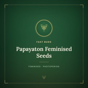Papayaton Feminised Seeds Papayaton Feminised Seeds