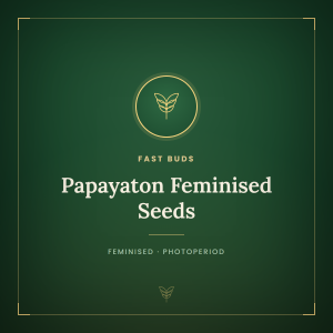 Papayaton Feminised Seeds