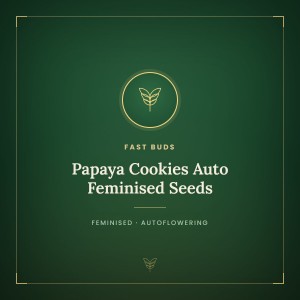 Papaya Cookies Auto Feminised Seeds Papaya Cookies Auto Feminised Seeds
