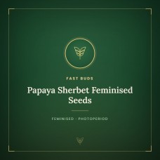 Papaya Sherbet Feminised Seeds