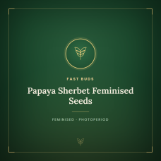 Papaya Sherbet Feminised Seeds Papaya Sherbet Feminised Seeds