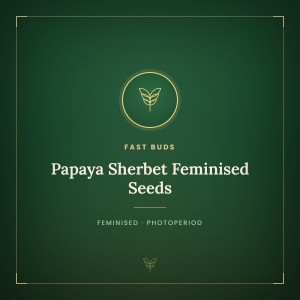 Papaya Sherbet Feminised Seeds