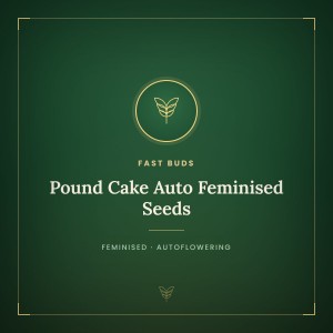 Pound Cake Auto Feminised Seeds Pound Cake Auto Feminised Seeds
