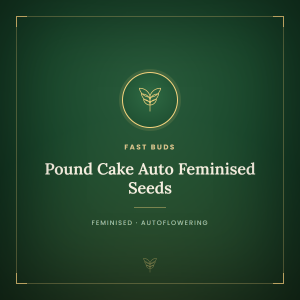 Pound Cake Auto Feminised Seeds Pound Cake Auto Feminised Seeds