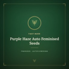 Purple Haze Auto Feminised Seeds Purple Haze Auto Feminised Seeds