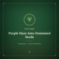 Purple Haze Auto Feminised Seeds Purple Haze Auto Feminised Seeds