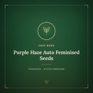 Purple Haze Auto Feminised Seeds