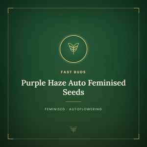 Purple Haze Auto Feminised Seeds Purple Haze Auto Feminised Seeds