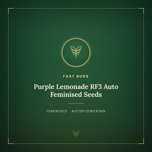Purple Lemonade RF3 Auto Feminised Seeds Purple Lemonade RF3 Auto Feminised Seeds