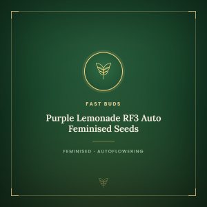 Purple Lemonade RF3 Auto Feminised Seeds Purple Lemonade RF3 Auto Feminised Seeds