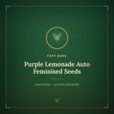 Purple Lemonade Auto Feminised Seeds Purple Lemonade Auto Feminised Seeds