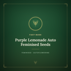 Purple Lemonade Auto Feminised Seeds Purple Lemonade Auto Feminised Seeds