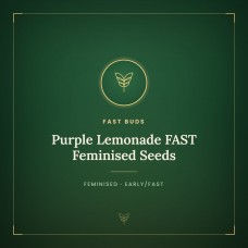 Purple Lemonade FAST Feminised Seeds Purple Lemonade FAST Feminised Seeds