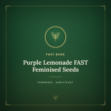Purple Lemonade FAST Feminised Seeds Purple Lemonade FAST Feminised Seeds