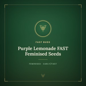 Purple Lemonade FAST Feminised Seeds Purple Lemonade FAST Feminised Seeds