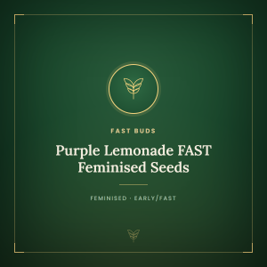 Purple Lemonade FAST Feminised Seeds Purple Lemonade FAST Feminised Seeds